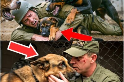 After a Soldier Risks Everything to Save a Helpless German Shepherd Puppy on the War-Torn Battlefield, He’s Suddenly Surrounded by the Entire Pack—And What Happens Next Leaves Everyone Stunned: As Smoke and Danger Linger in the Air, Sergeant Michael Hayes Finds Himself at the Center of a Heart-Stopping Encounter That Defies All Expectations. Why Did the Dogs Choose Him, and What Unbelievable Act Did They Perform That Changed the Soldier’s Fate Forever? Witness the Emotional, Unforgettable Moment That’s Captivating Millions and Revealing a Secret Bond Between Warriors and Their Loyal Companions.