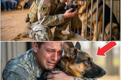 Veteran Couldn’t Afford to Buy Back His K9—They Laughed Until the Dog’s Reaction Changed Everything