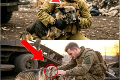 Retired Marine Found His Lost K9 German Shepherd CLINGING in a Garbage Dump—His Act Moved a Nation
