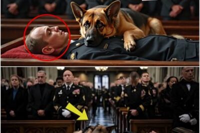 At the funeral, a K9 dog jumped onto the veteran’s body—what happened next left everyone in tears…