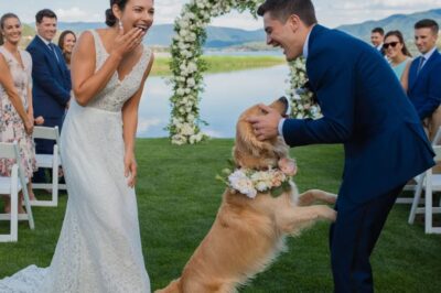 On my wedding day, my beloved dog suddenly lunged at the groom, barking and biting him in front of everyone. I thought it was just panic—until I discovered the truth behind it… and I burst into tears.